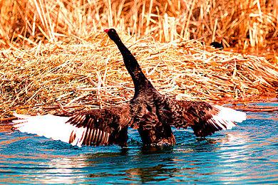 《极限竞速：地平线5》成为第一款加入手语翻译的3A游戏