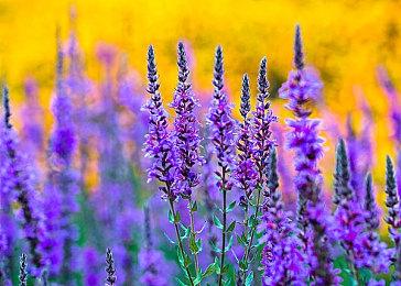 斑鸠监督弹幕射击新作《UBUSUNA》首批信息公开